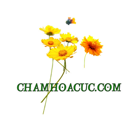 Chamhoacuc.com